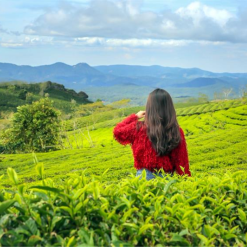 Check in tại đồi chè Cầu Đất