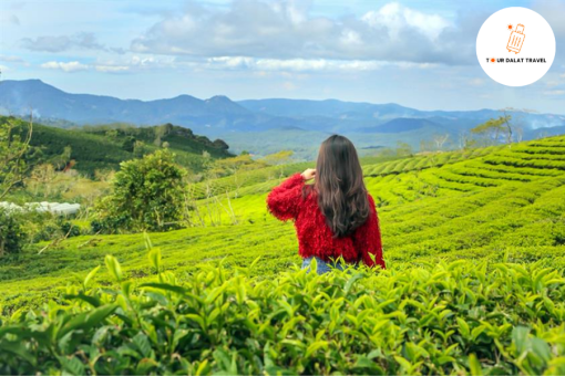 Check in tại đồi chè Cầu Đất