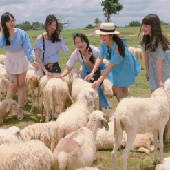 Chika Farm Đà Lạt - Nông trại cừu châu Âu giữa lòng Đà Lạt