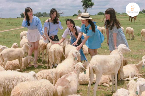 Chika Farm Đà Lạt - Nông trại cừu châu Âu giữa lòng Đà Lạt